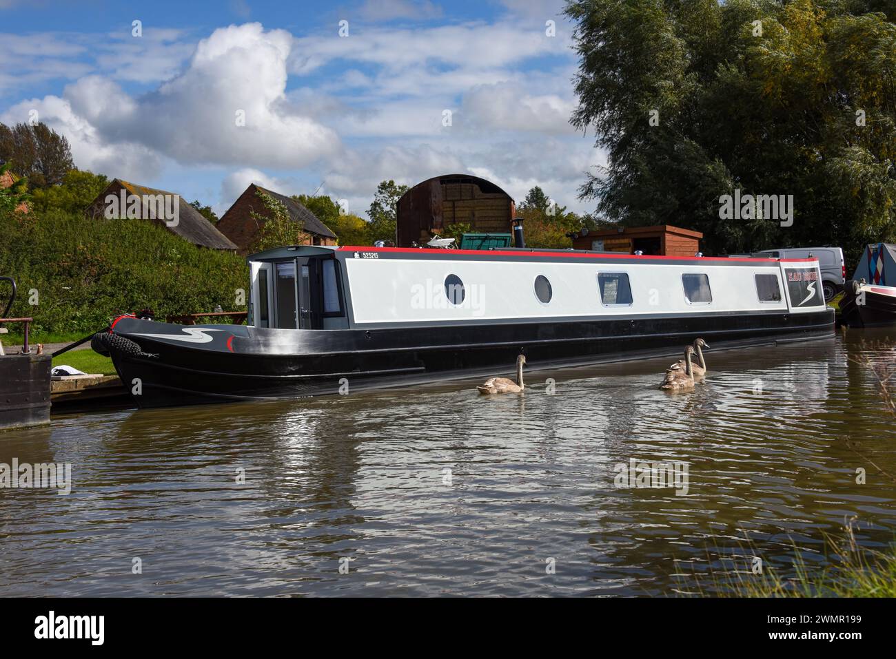 Jeunes cygnes passant devant un bateau étroit sur un mouillage sur un canal sur les voies navigables intérieures du Royaume-Uni. Banque D'Images