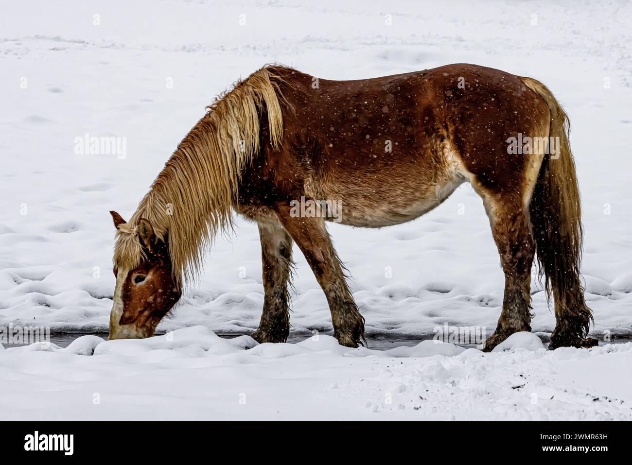 Cheval belge Amish buvant dans un ruisseau du comté de Mecosta, Michigan, États-Unis Banque D'Images