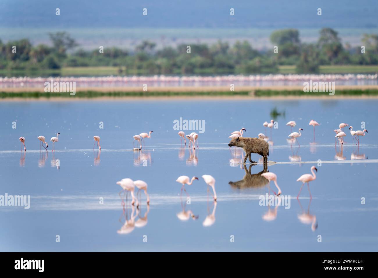 Hyène repérée dans l'eau dans le parc national d'Amboseli , 3 juin 2023. (CTK photo/Ondrej Zaruba) Banque D'Images