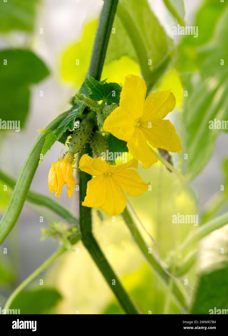 Petits concombres avec des fleurs dans la serre. Plante de concombre dans le soleil jour d'été. Banque D'Images