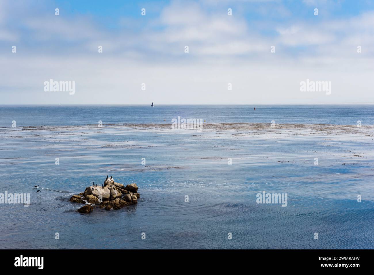 Cormorans et oiseaux de mer sur un rocher surplombant l'eau calme et les lits de varech du sanctuaire marin de la baie de Monterey et un horizon océanique couvert de brouillard. Banque D'Images