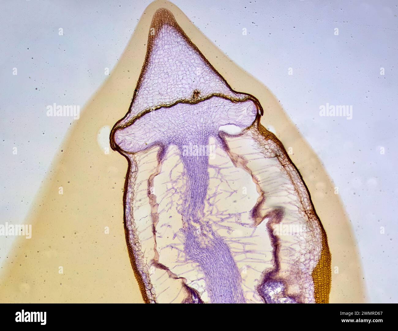 étonnants habitants du micromonde sous un microscope Banque D'Images