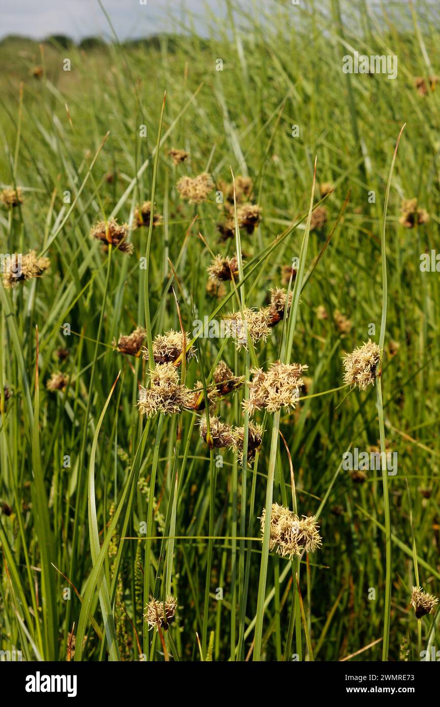 Bolboschoenus maritimus 'Sea Club-rush' Banque D'Images