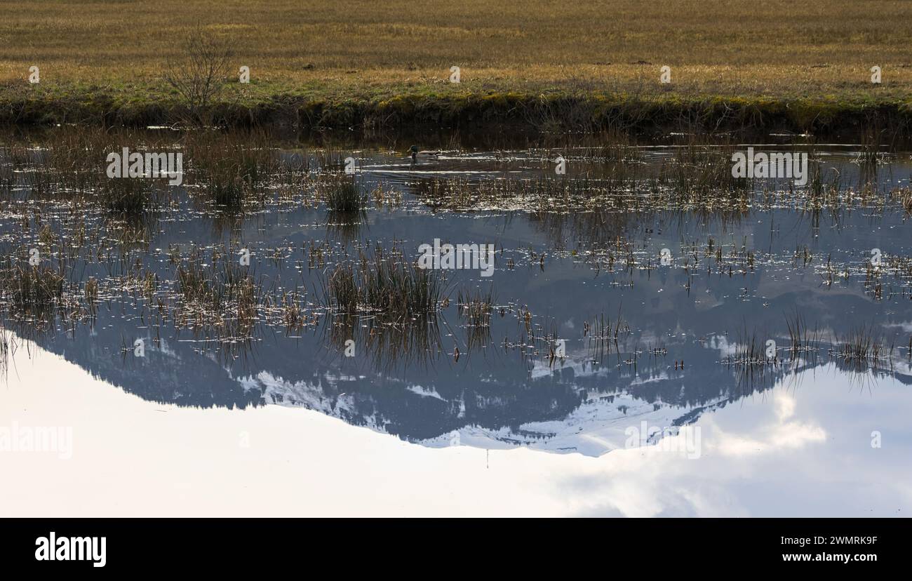 schollenriet à altstätten. réflexions des touffes d'herbe et des montagnes dans l'eau. Banque D'Images