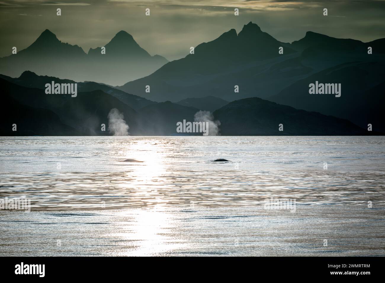 La côte montagneuse de l'est du Groenland se dessine après le coucher du soleil, mettant en évidence la vapeur d'eau dans les becs de deux rorquals communs. Banque D'Images