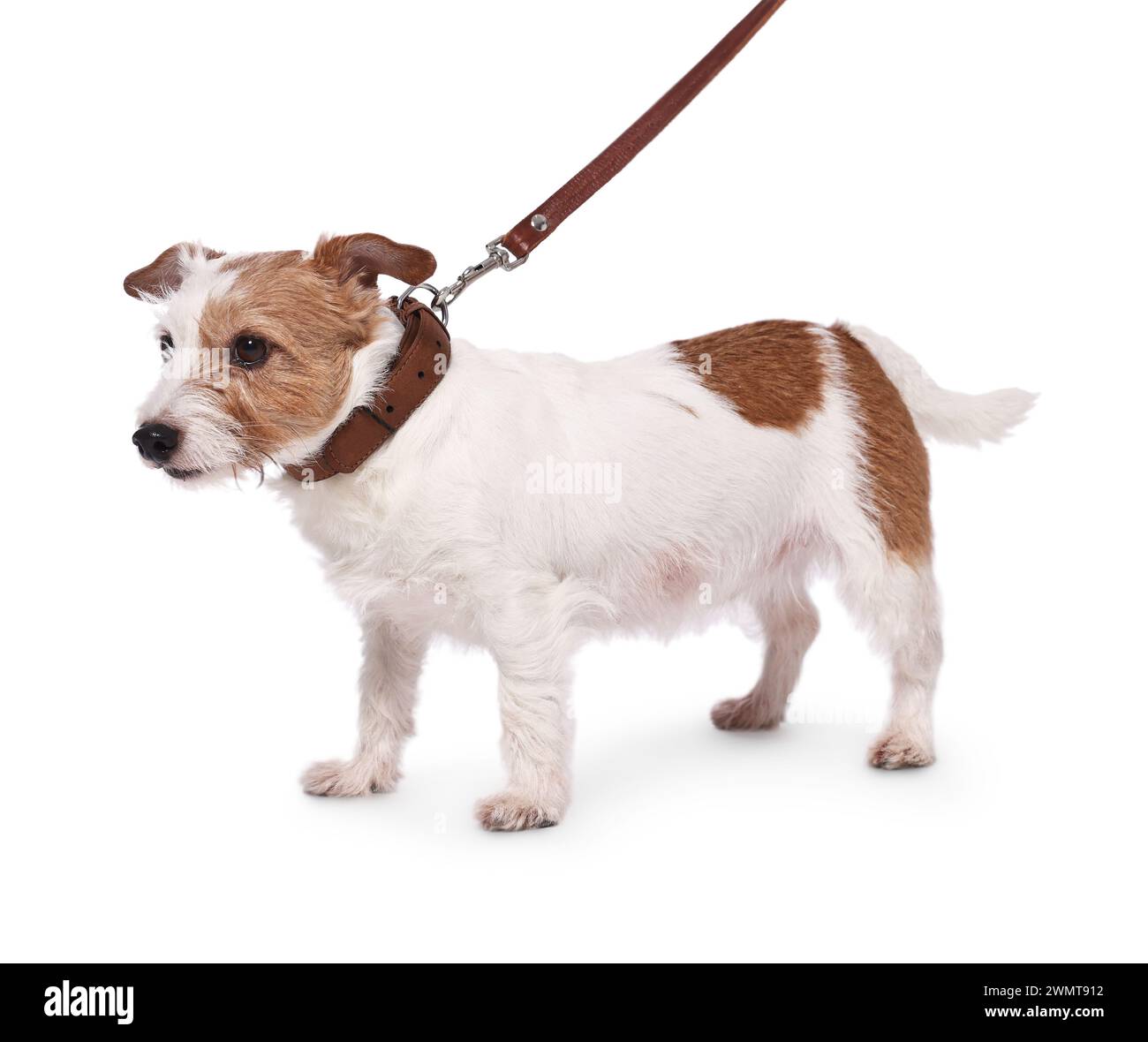 Chien mignon marchant en laisse sur fond blanc Banque D'Images