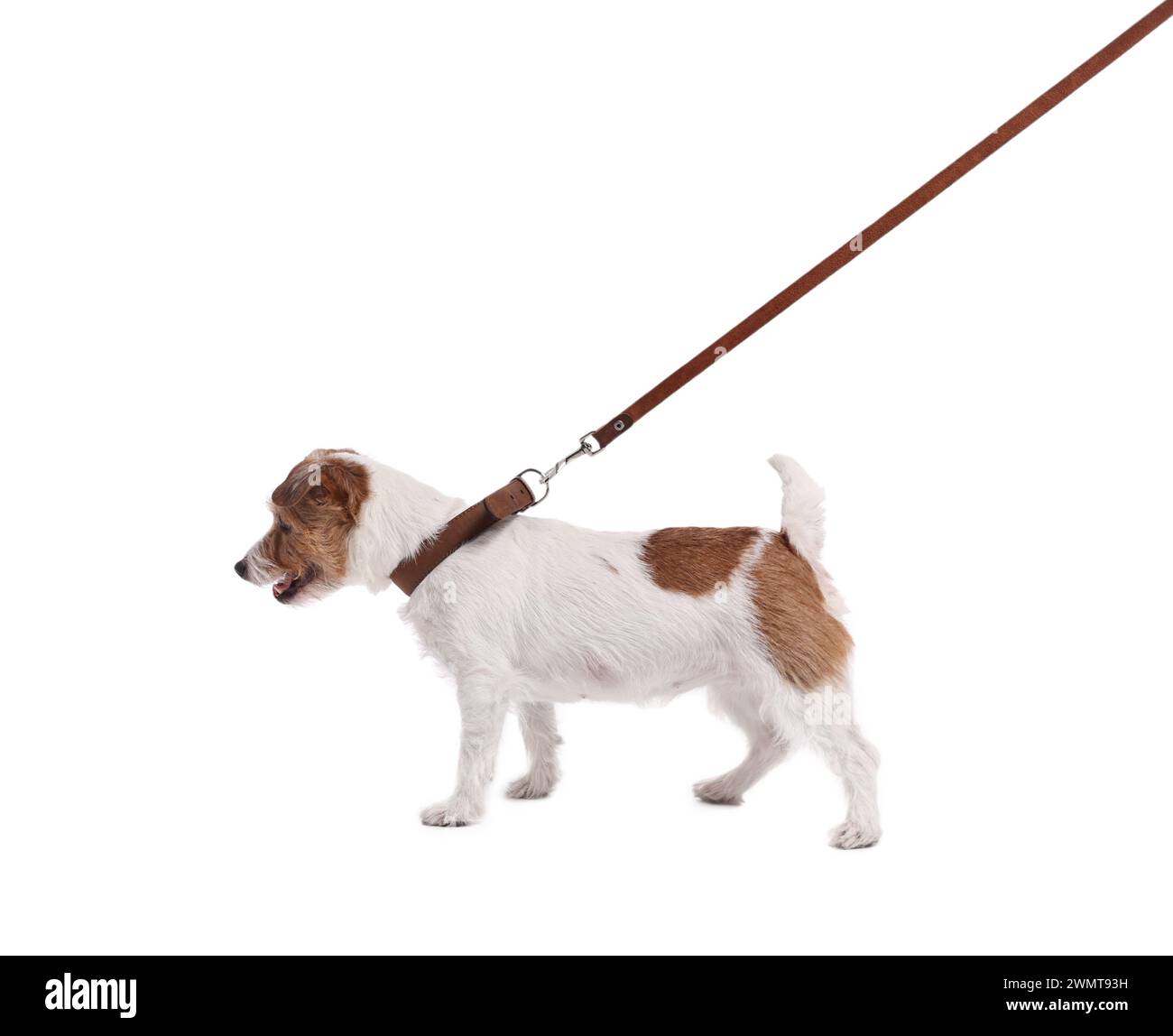 Chien mignon marchant en laisse sur fond blanc Banque D'Images