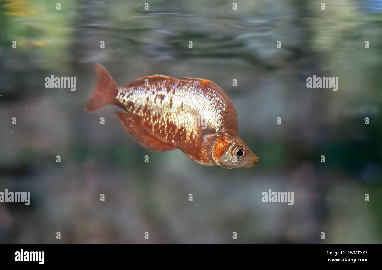 Le poisson-arc-en-ciel rouge ou le poisson-arc-en-ciel rouge saumon (Glossolepis incisa) Banque D'Images