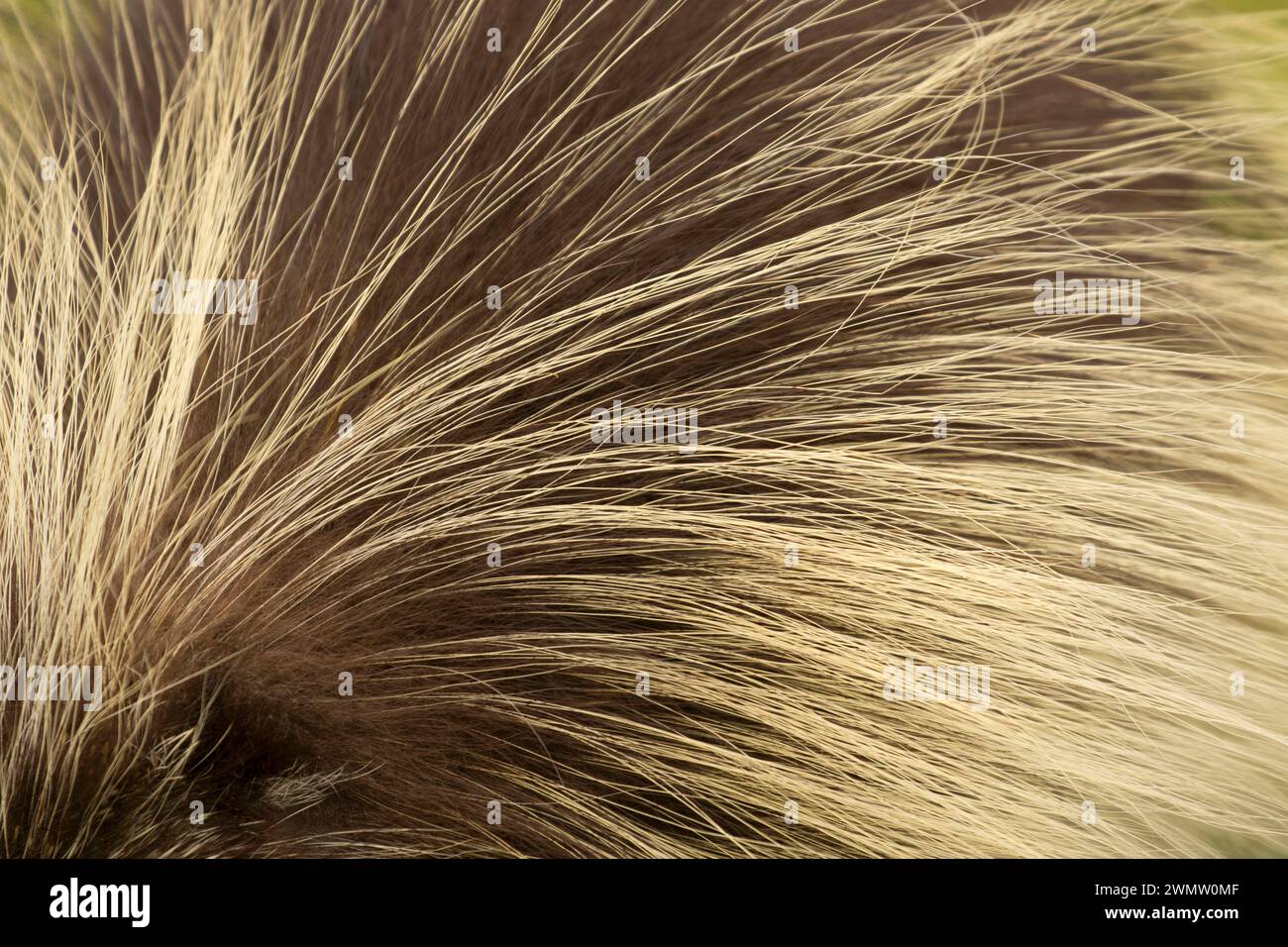 Cheveux Porcupine, Tseriadun State Recreation Site, Oregon Banque D'Images