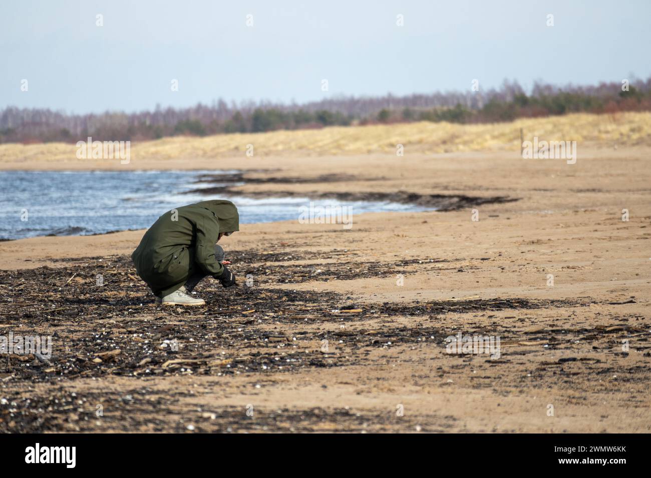 une personne cherche de l'ambre dans des bâtons noirs lavés sur une plage de mer Banque D'Images