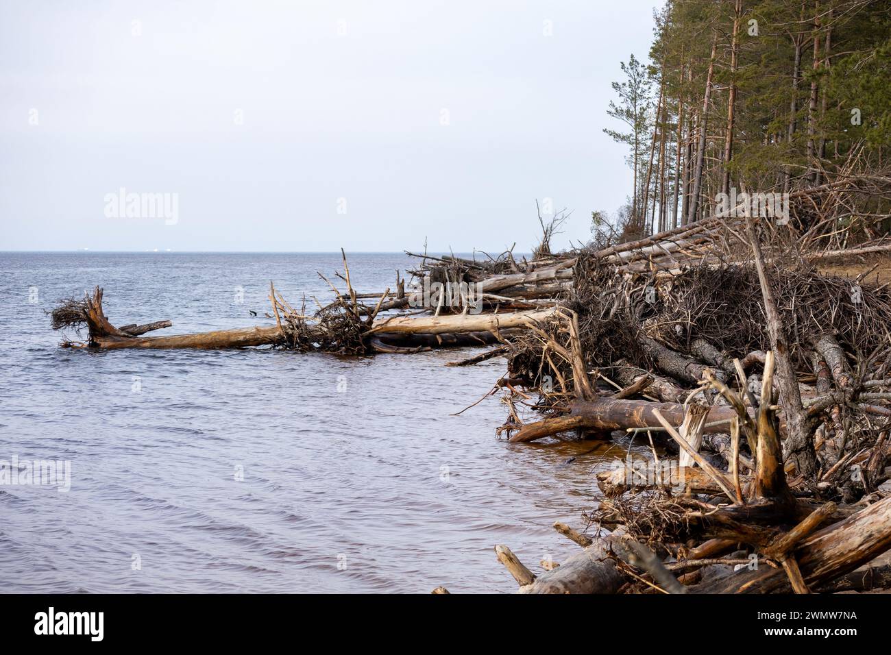 Des troncs d'arbres emportés par la tempête tombèrent dans la mer Banque D'Images