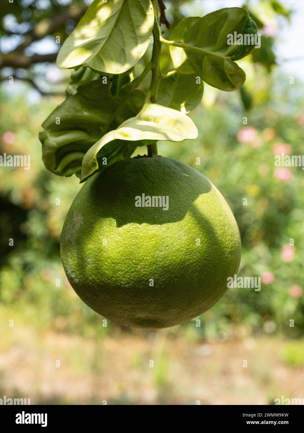 Le citron vert mûr (Citrus aurantifolia) pousse sur une branche d'arbre. Bouquet frais de fruits naturels poussant dans le jardin maison. Gros plan. Agriculture biologique, Banque D'Images