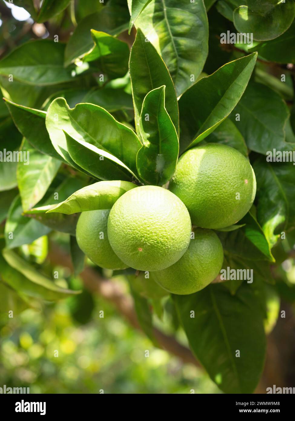 Le citron vert mûr (Citrus aurantifolia) pousse sur une branche d'arbre. Bouquet frais de fruits naturels poussant dans le jardin maison. Gros plan. Agriculture biologique, Banque D'Images