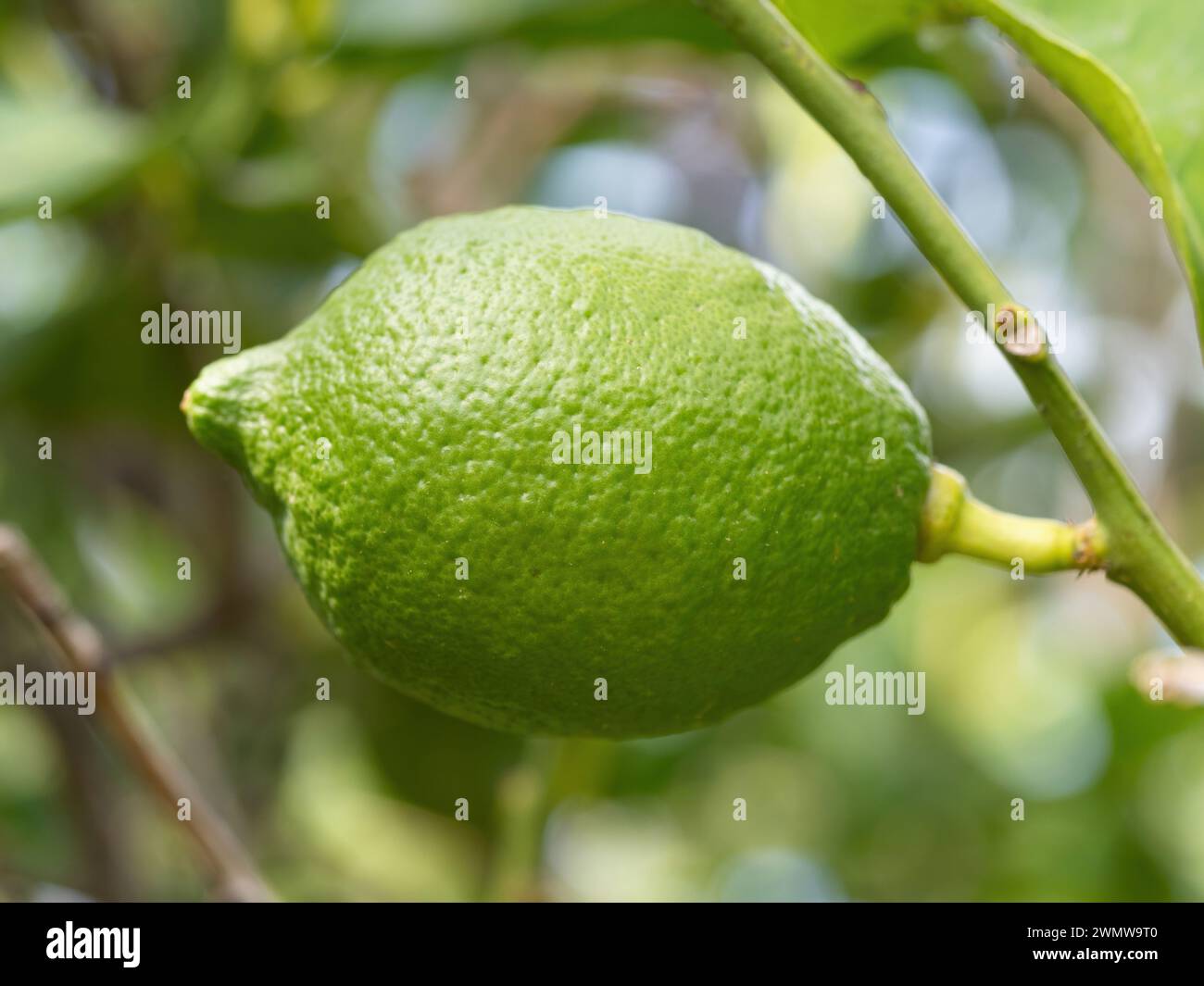 Le citron vert mûr (Citrus aurantifolia) pousse sur une branche d'arbre. Bouquet frais de fruits naturels poussant dans le jardin maison. Gros plan. Agriculture biologique, Banque D'Images