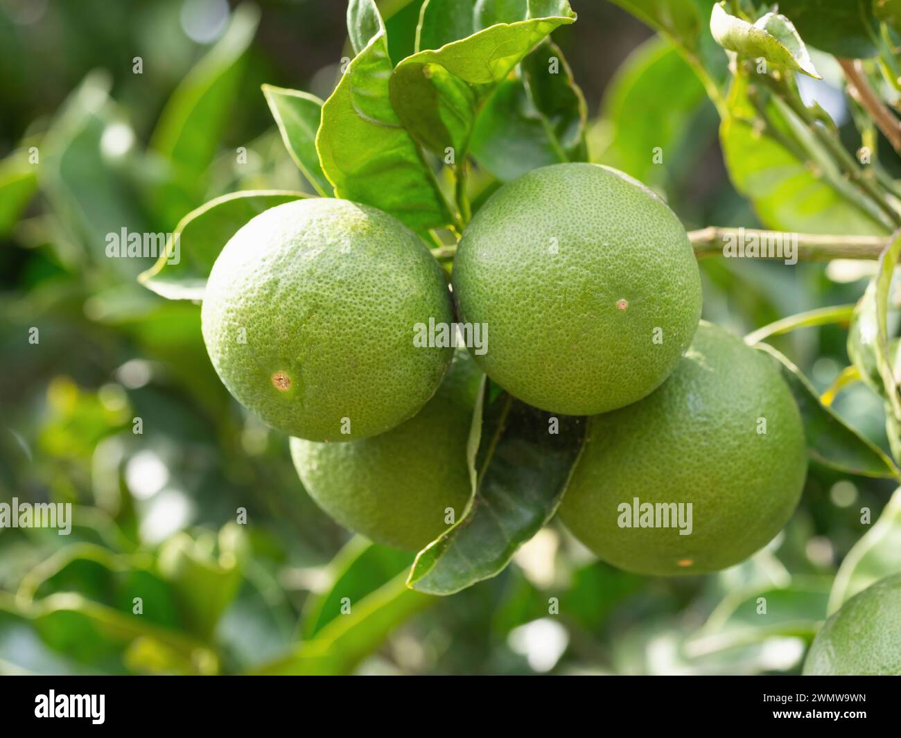 Le citron vert mûr (Citrus aurantifolia) pousse sur une branche d'arbre. Bouquet frais de fruits naturels poussant dans le jardin maison. Gros plan. Agriculture biologique, Banque D'Images
