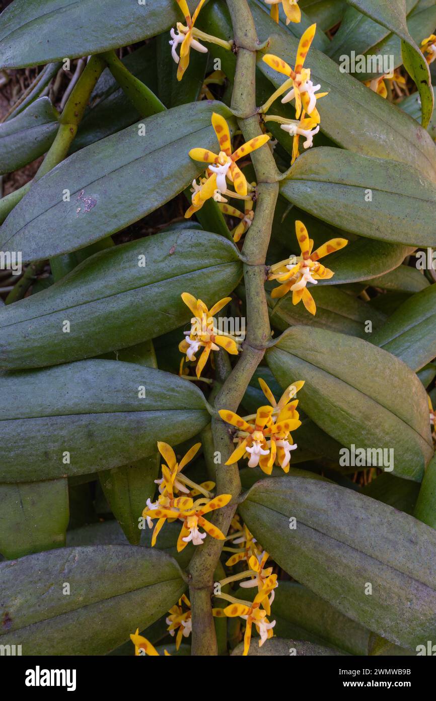Vue rapprochée verticale de l'espèce épiphyte d'orchidées tropicales trichoglottis cirrhifera fleurissant à l'extérieur avec des fleurs et des feuilles jaunes orange et blanches Banque D'Images