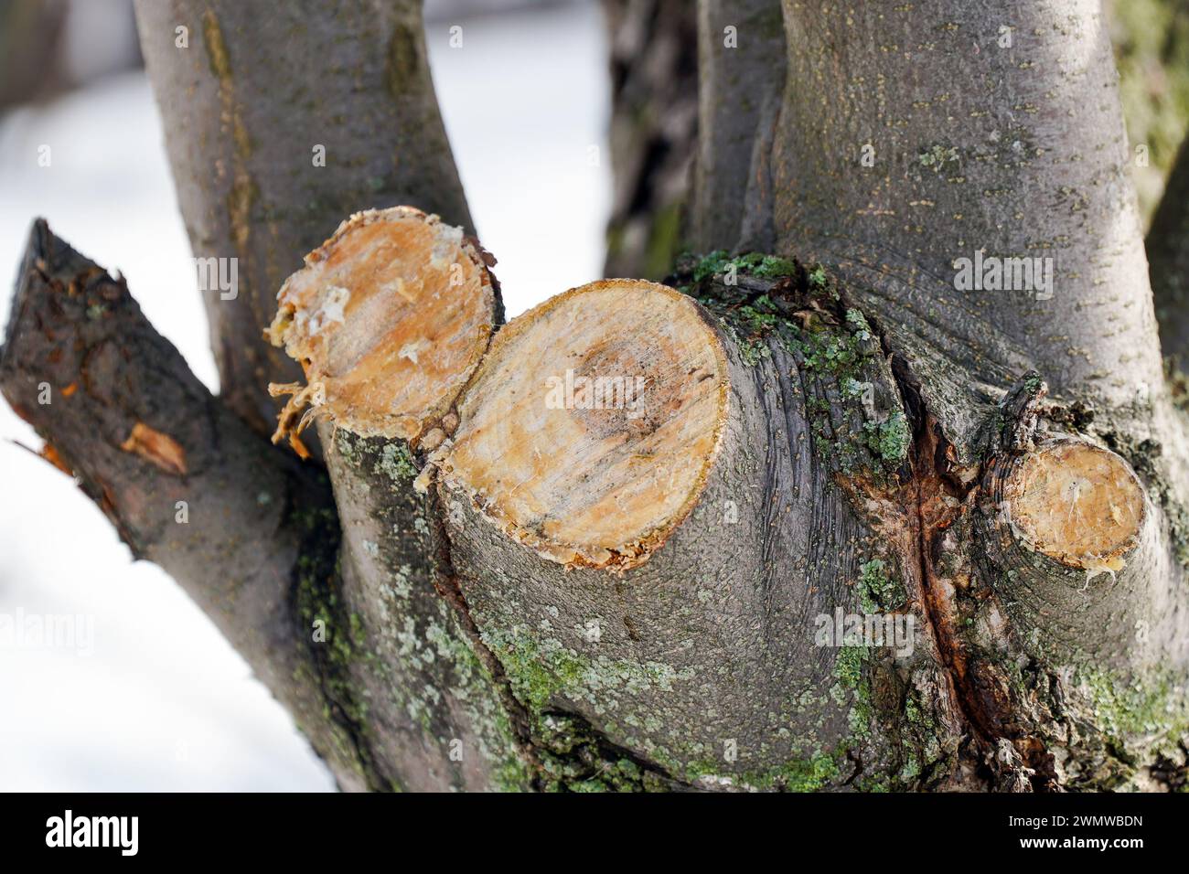 Une branche sciée sur un arbre de jardin. Enlèvement de la branche malade. Mise au point sélective Banque D'Images