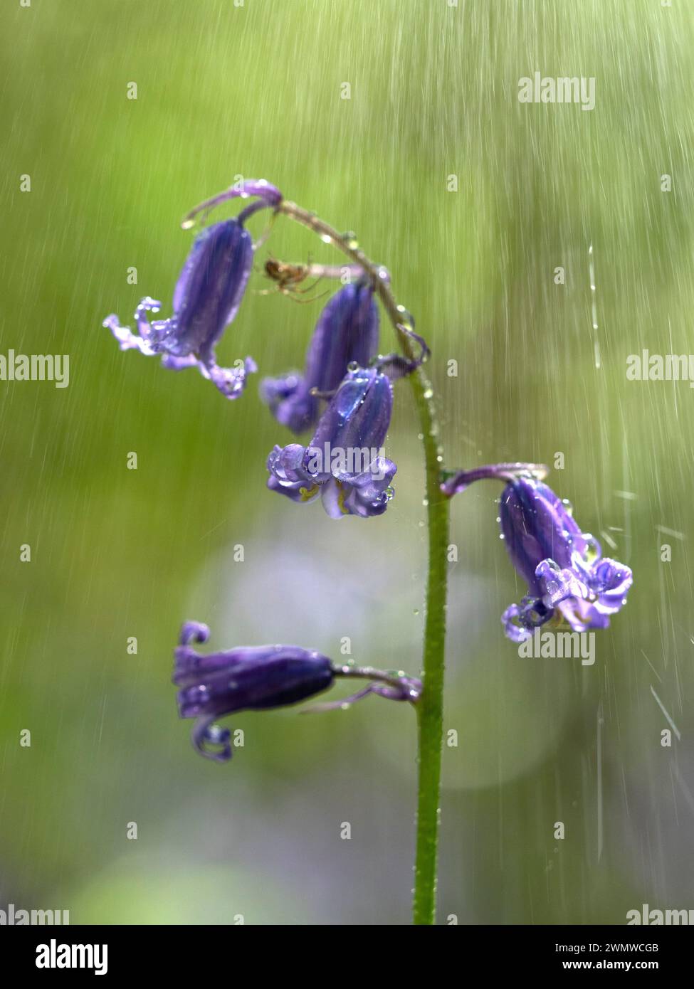 Bluebell Banque D'Images