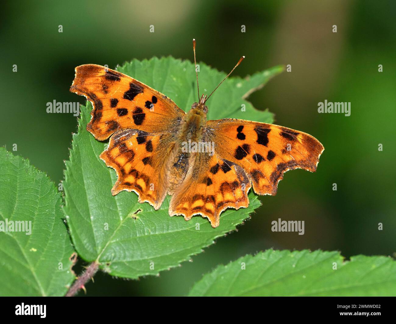 Comma Butterfly (Polygonia c-album) perché sur feuille au soleil, Dene Woods, Kent UK Banque D'Images