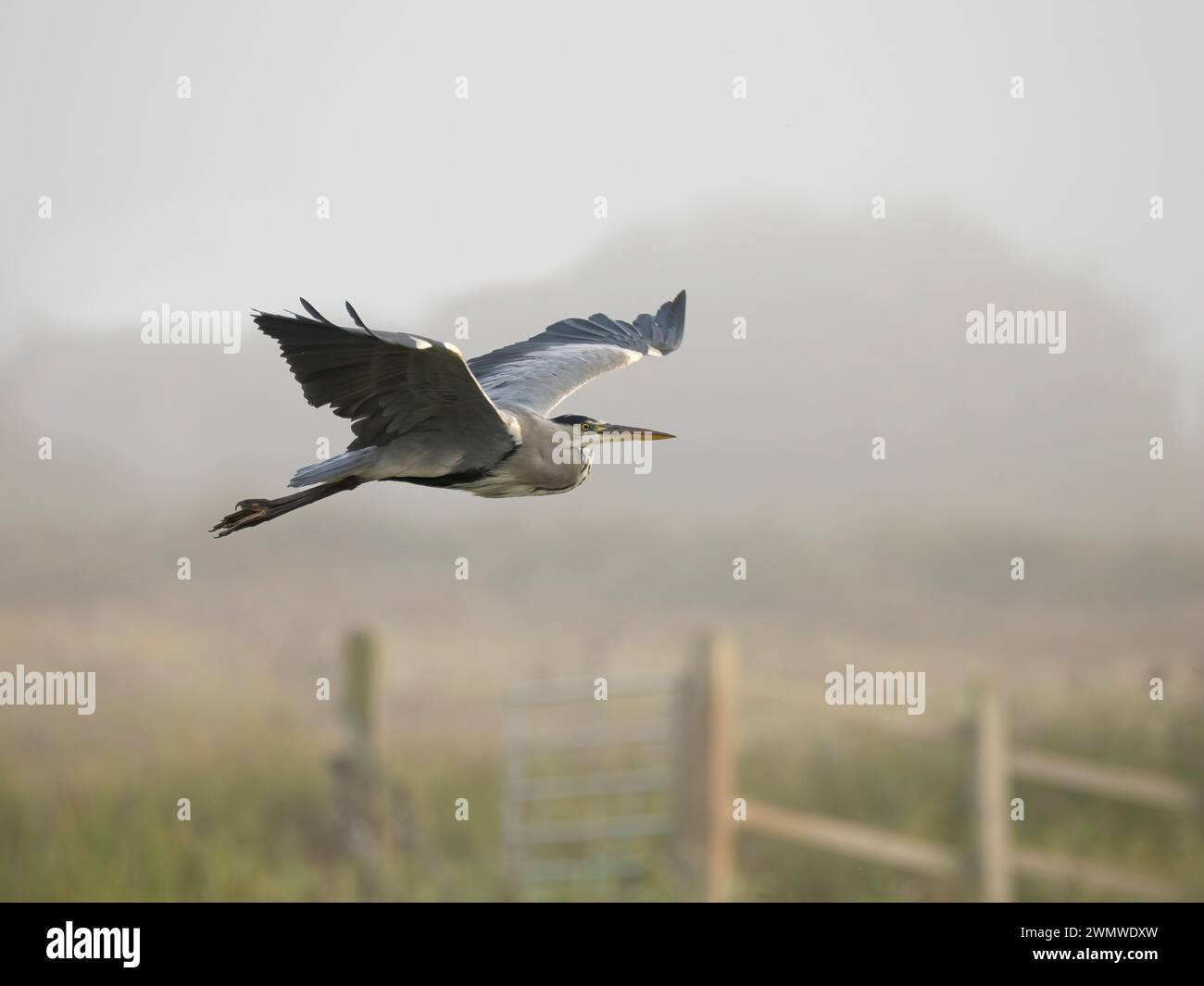 Heron gris (Ardea cindrea) survolant des champs agricoles, réserve naturelle de Stodmarsh, Kent, Royaume-Uni Banque D'Images