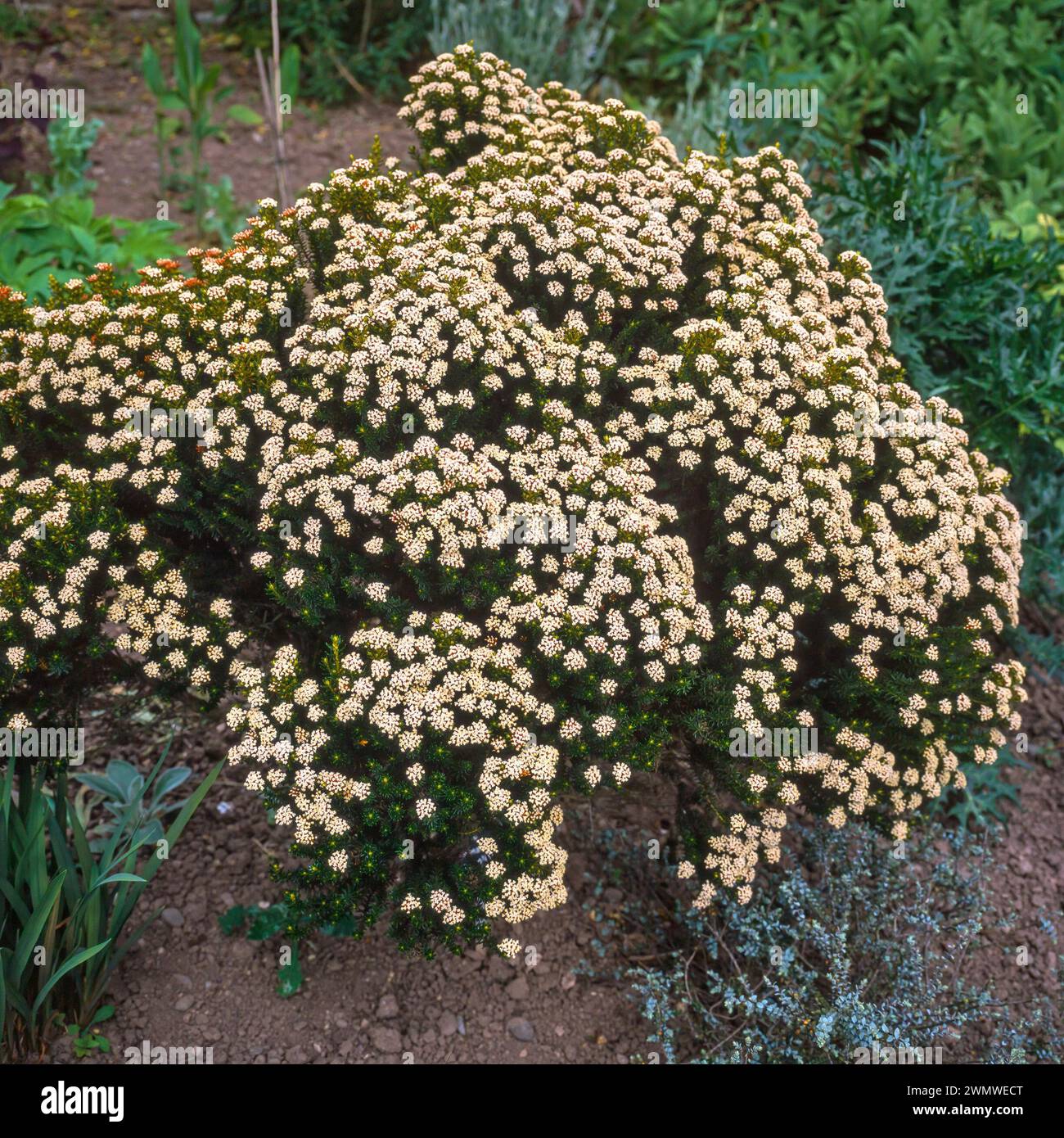 Ozothamnus ledifolius / herbe kérosène / arbuste kérosène / arbuste Helichrysum ledifolium couvert de fleurs de fleur poussant dans le jardin anglais, Angleterre, Royaume-Uni Banque D'Images