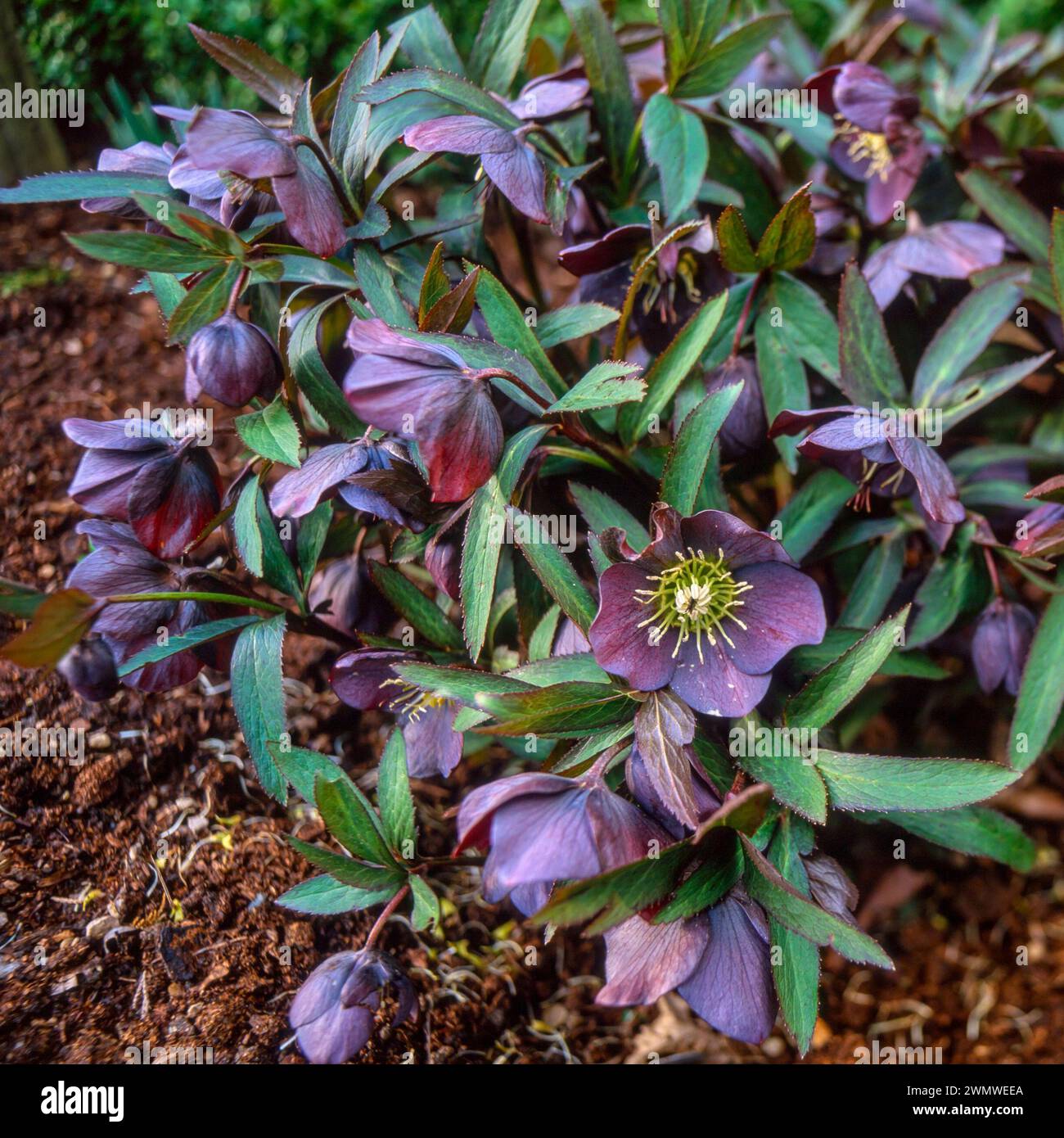 Hellebore 'Smokey Blue' plante hellebore avec des fleurs pourpre ardoise foncée à la fin de l'hiver début printemps croissance dans le jardin anglais, Angleterre, Royaume-Uni Banque D'Images