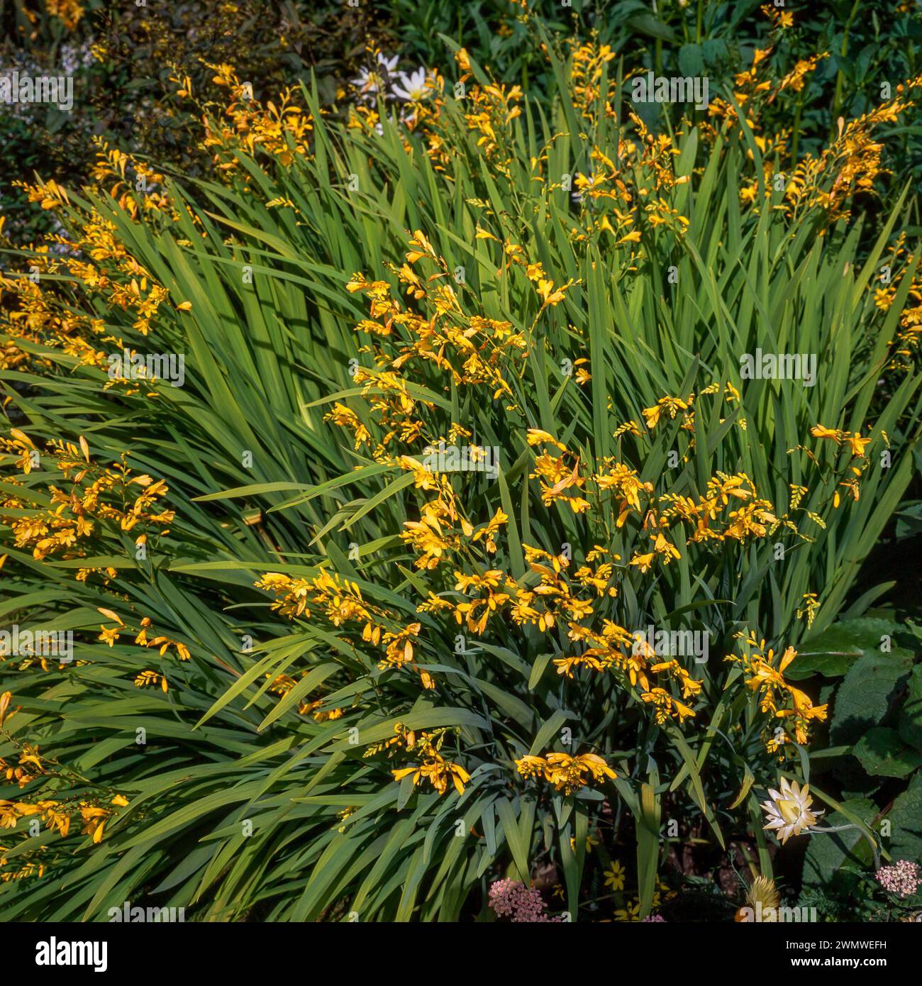 Crocosmia 'Honey Angels' / montbretia 'Honey Angels' plante avec des fleurs jaune vif poussant dans le jardin anglais, Angleterre, Royaume-Uni Banque D'Images