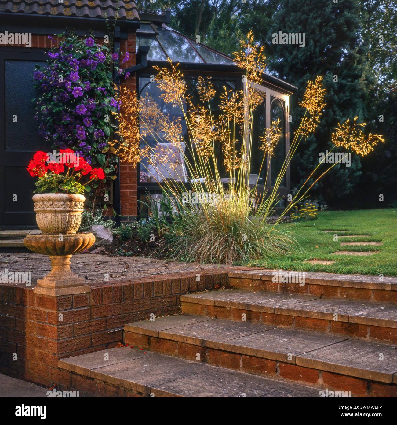 Rétroéclairé spectaculaire herbe ornementale Stipa gigantea 'Golden Oats' poussant dans la frontière du jardin anglais avec marches de jardin et solarium, Angleterre, Royaume-Uni Banque D'Images