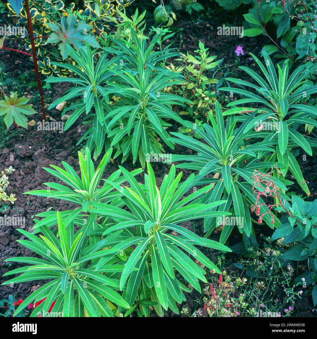Regarder vers le bas sur les feuilles vertes étroites / feuillage d'Euphorbia mellifera (Canary Spurge / Euphorbia longifolia) poussant dans le jardin anglais, Angleterre, Royaume-Uni Banque D'Images