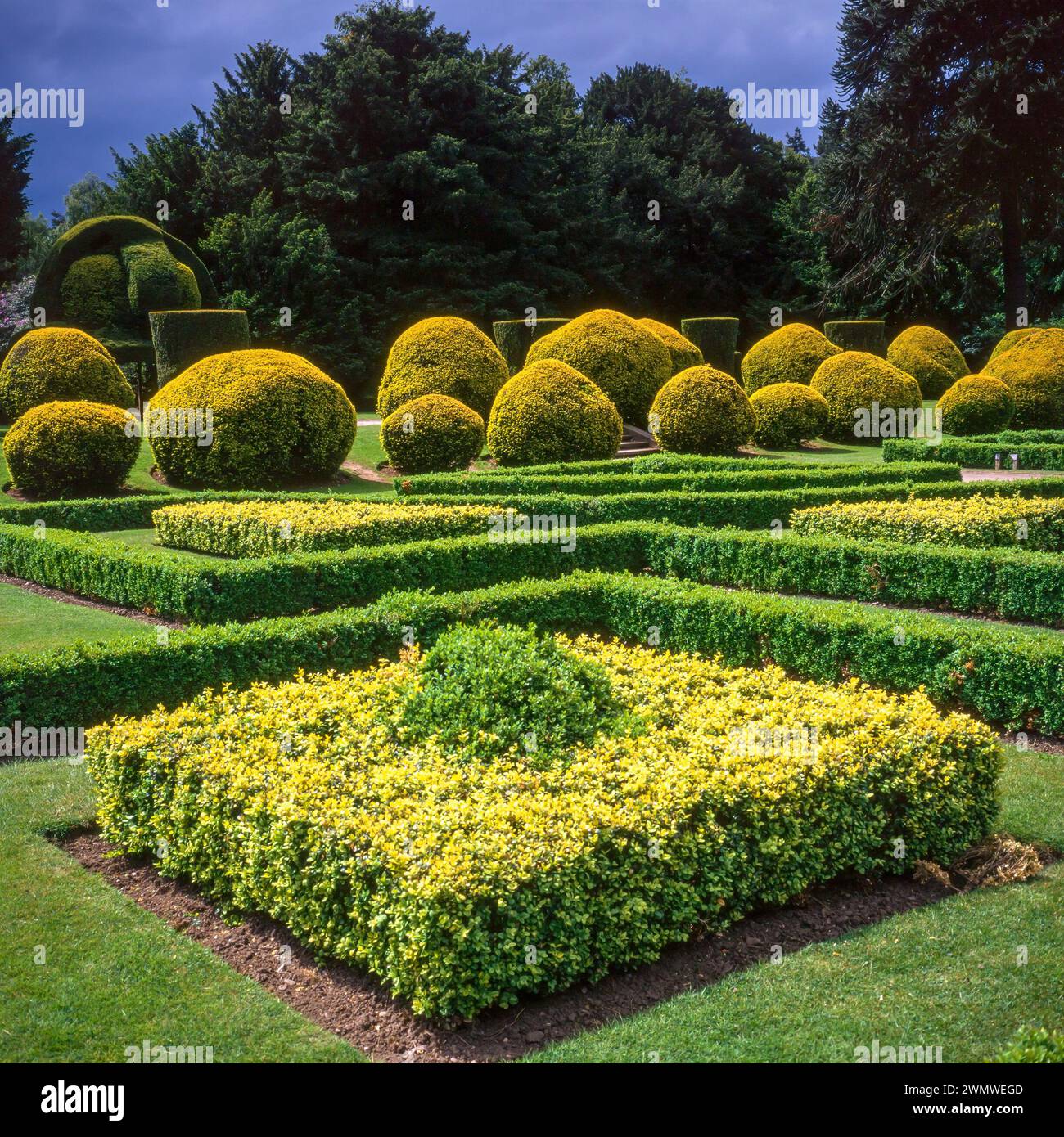 Taxus baccata Yew topiary dans les jardins du château d'Elvaston en juin dans les années 1990, Derbyshire, Angleterre, Royaume-Uni Banque D'Images
