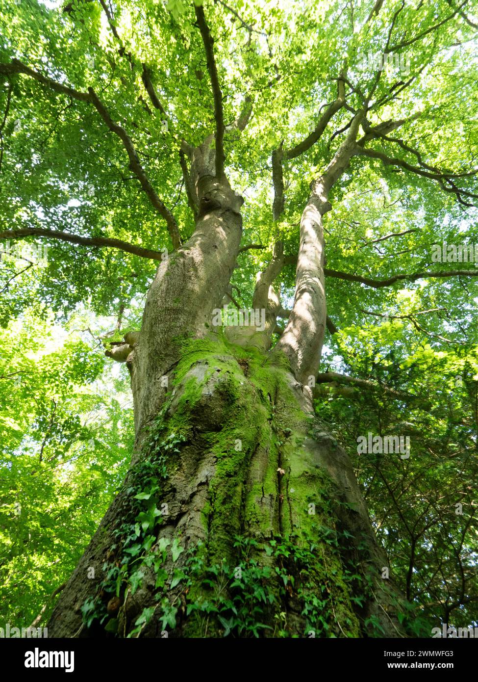 Réserve naturelle de Chappetts Copse (Carpinus betulus) européenne ou commune, Hampshire Royaume-Uni Banque D'Images