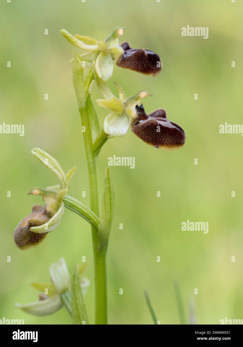 Orchidée d'araignée précoce (Ophrys sphegodes) Samphire Hoe, Nr Dover, Kent UK, polinée uniquement par Miner Bee Andrena nigroaenea Banque D'Images
