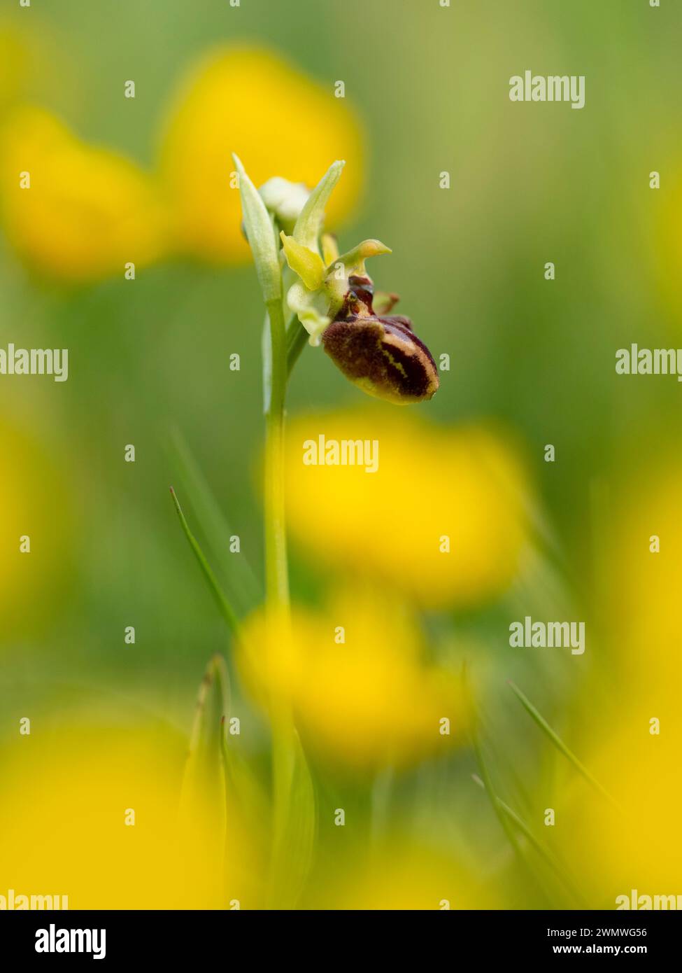 Orchidée d'araignée précoce (Ophrys sphegodes) Samphire Hoe, Nr Dover, Kent UK, polinée uniquement par Miner Bee Andrena nigroaenea Banque D'Images