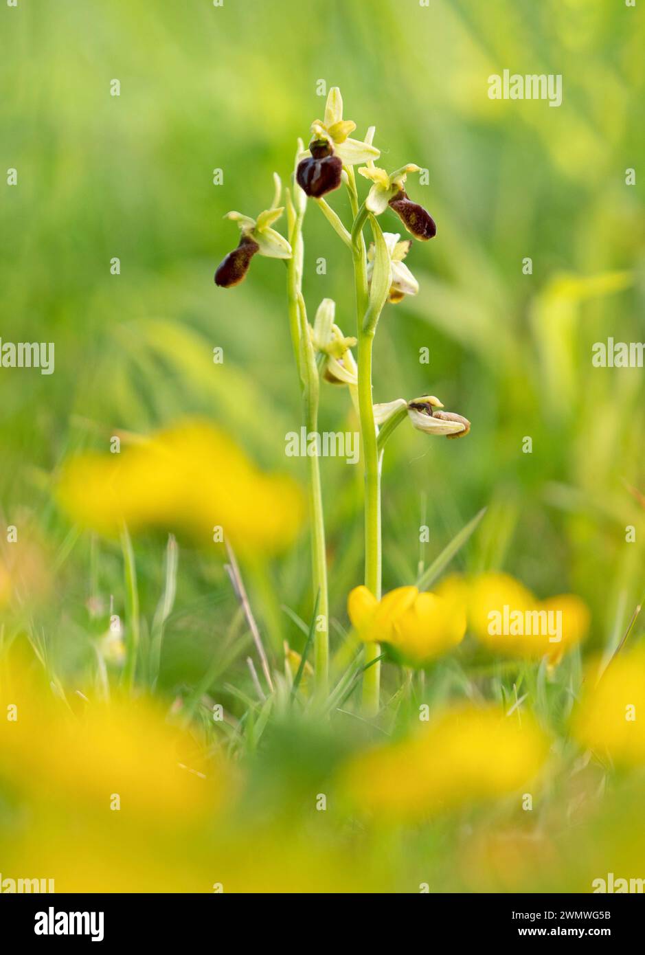 Orchidée d'araignée précoce (Ophrys sphegodes) Samphire Hoe, Nr Dover, Kent UK, polinée uniquement par Miner Bee Andrena nigroaenea Banque D'Images
