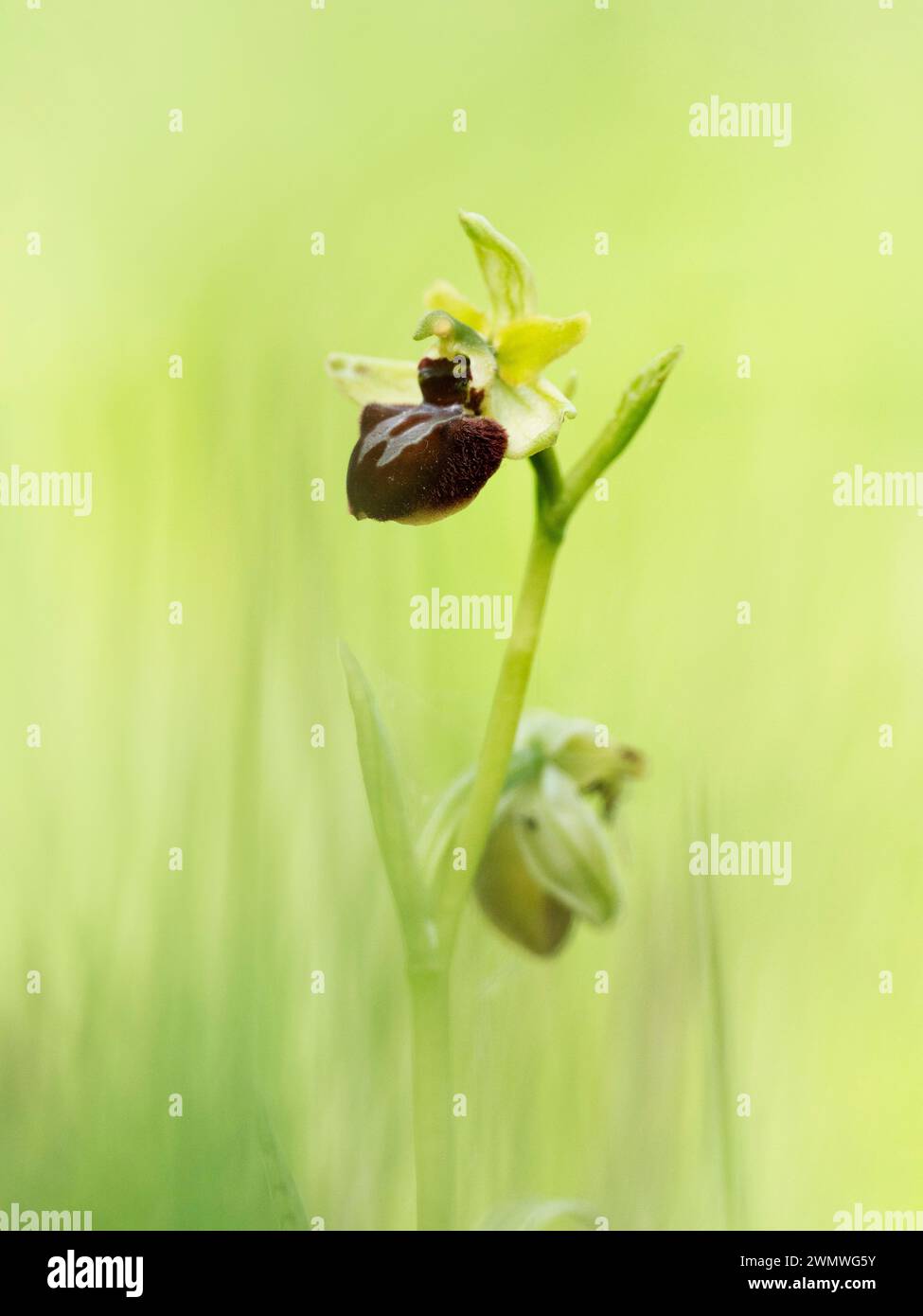 Orchidée d'araignée précoce (Ophrys sphegodes) Samphire Hoe, Nr Dover, Kent UK, polinée uniquement par Miner Bee Andrena nigroaenea Banque D'Images