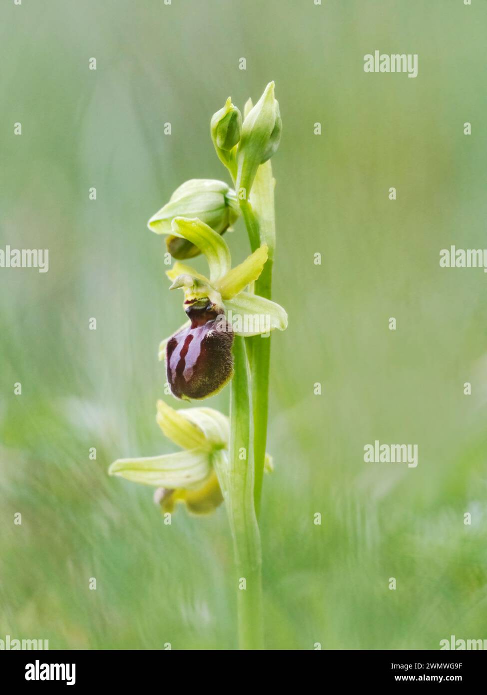 Orchidée d'araignée précoce (Ophrys sphegodes) réserve naturelle Queensdown Warren, Kent UK, polinée uniquement par Miner Bee Andrena nigroaenea Banque D'Images
