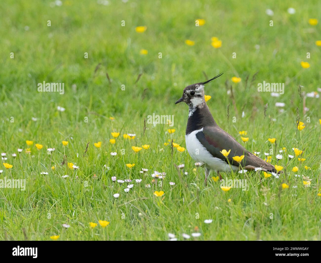 Adulte vannant (Vanellus vanellus) parmi les fleurs des marais printaniers, réserve naturelle d'Elmley, Kent UK Banque D'Images