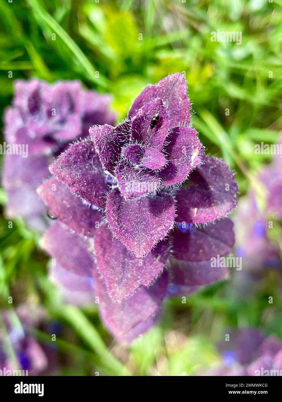 Plante herbacée vivace pyramidale Bugle (Ajuga Pyramidalis) avec des feuilles violettes sur les Alpes italiennes. Ajuga est une fleur alpine appartenant à Lamiaceae Banque D'Images