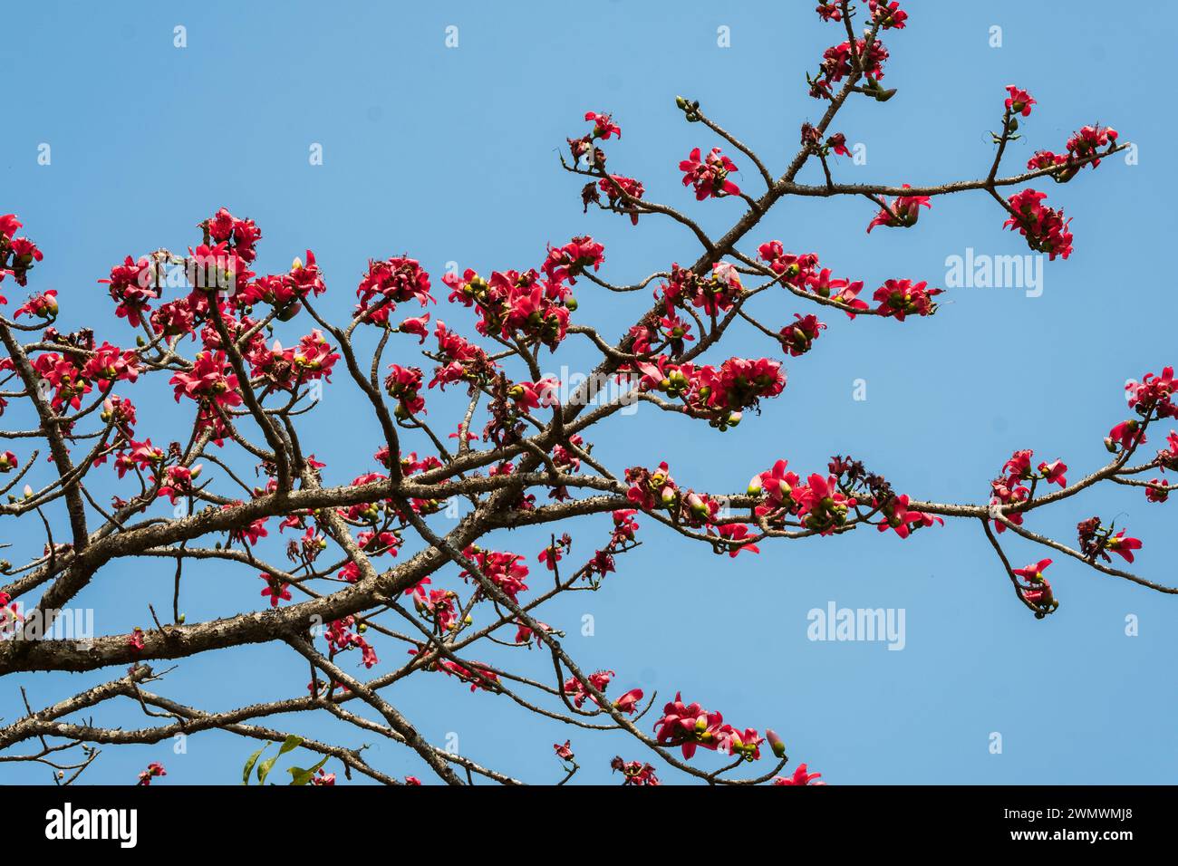 Semul ou soie coton arbre Bombax ceiba fleurs en pleine floraison dans le Maharashtra Inde. Arbre Semul avec de belles fleurs de couleur rouge. Banque D'Images