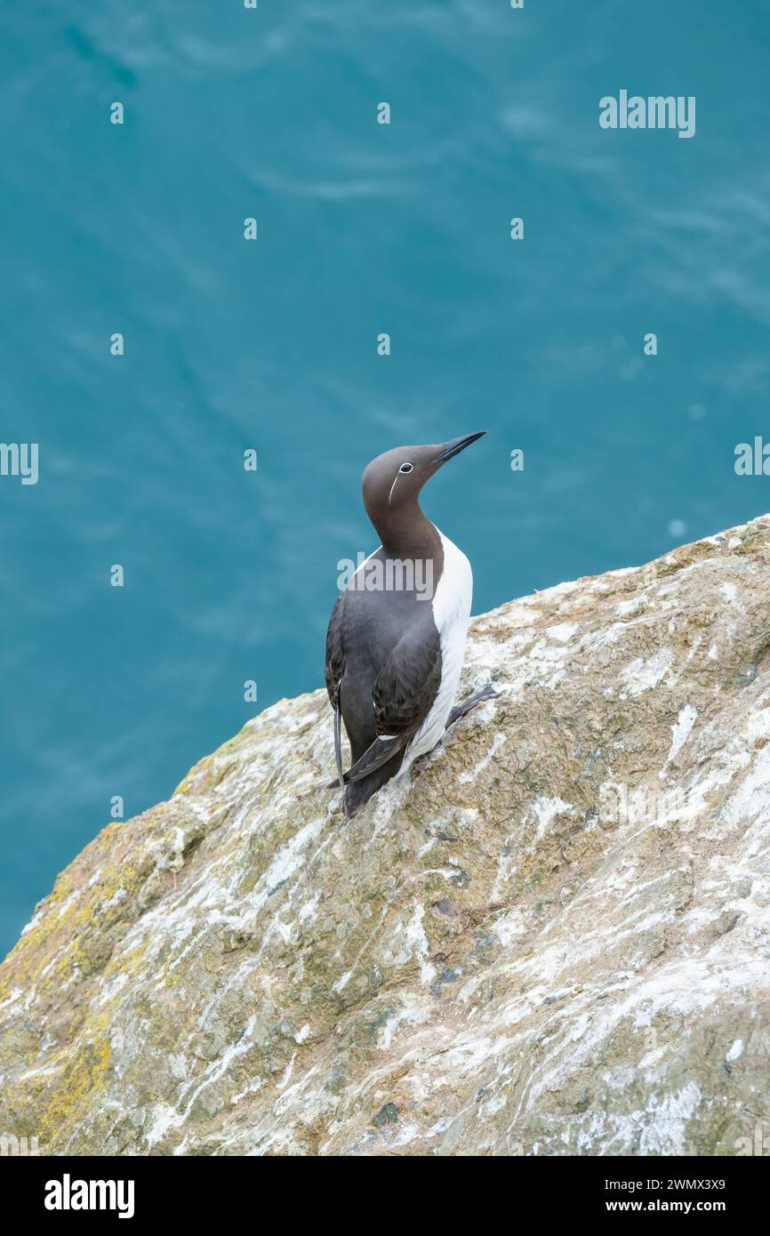 guillemot bridé, de minces cercles blancs autour des yeux, s'étirent en arrière comme une fine ligne blanche Banque D'Images