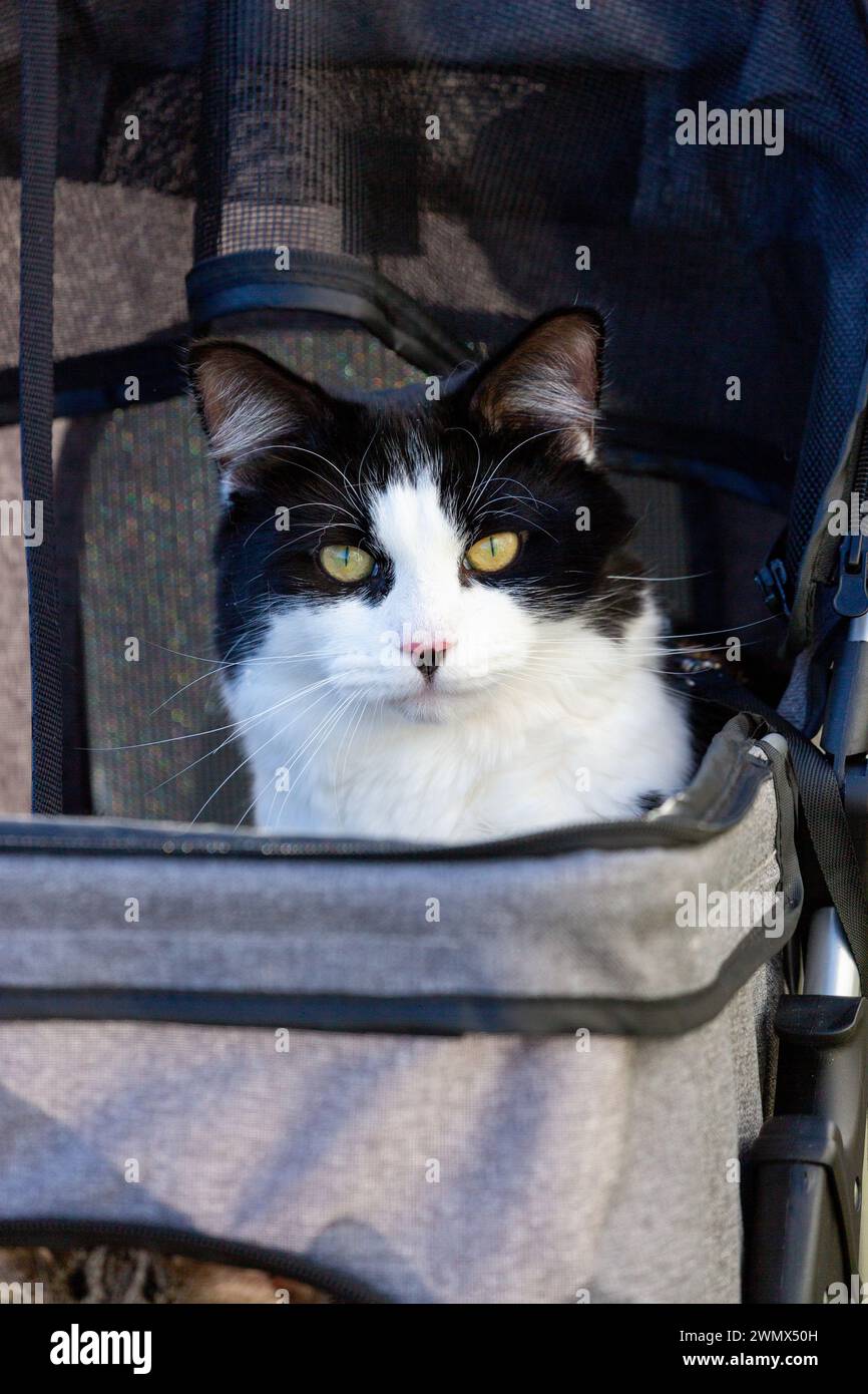 Un chat noir et blanc à l'extérieur dans leur poussette Banque D'Images