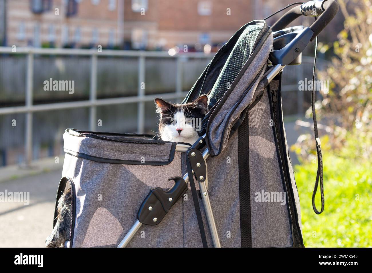 Un chat noir et blanc à l'extérieur dans leur poussette Banque D'Images