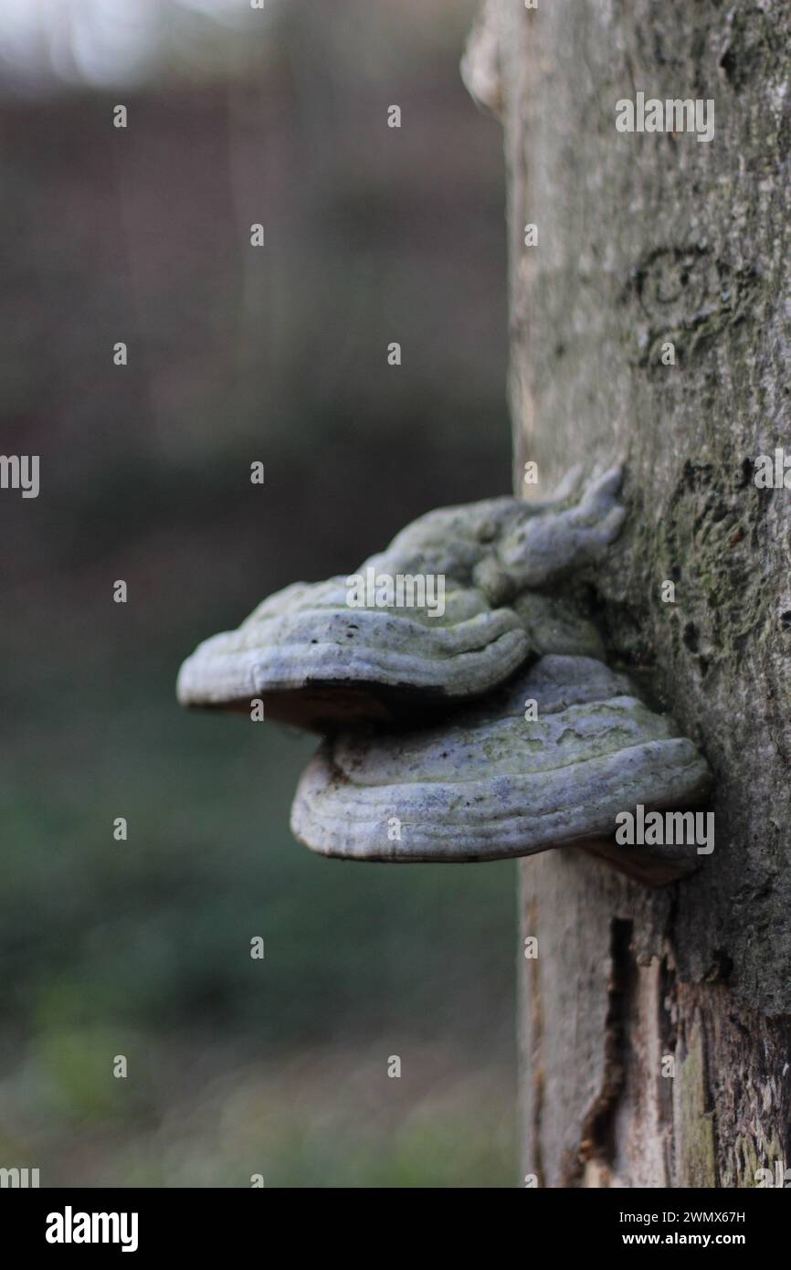 Plan capturant la beauté complexe de la croissance fongique sur l'écorce d'arbre. Les champignons, vibrants et diversifiés en couleur et texture, forment une tapisserie fascinante Banque D'Images