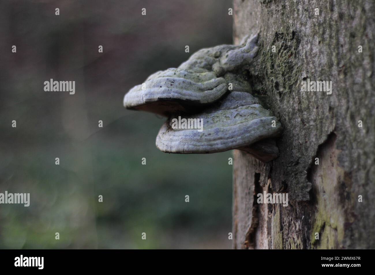 Plan capturant la beauté complexe de la croissance fongique sur l'écorce d'arbre. Les champignons, vibrants et diversifiés en couleur et texture, forment une tapisserie fascinante Banque D'Images