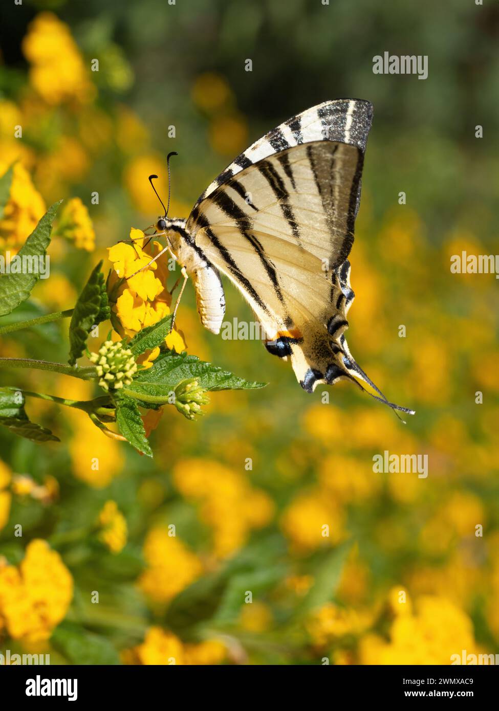 Le papillon à queue d'aronde (Iphiclides podalirius) boit du nectar et pollinise les fleurs de haie jaune (lantana depressa). Super macro. Extrême clos Banque D'Images