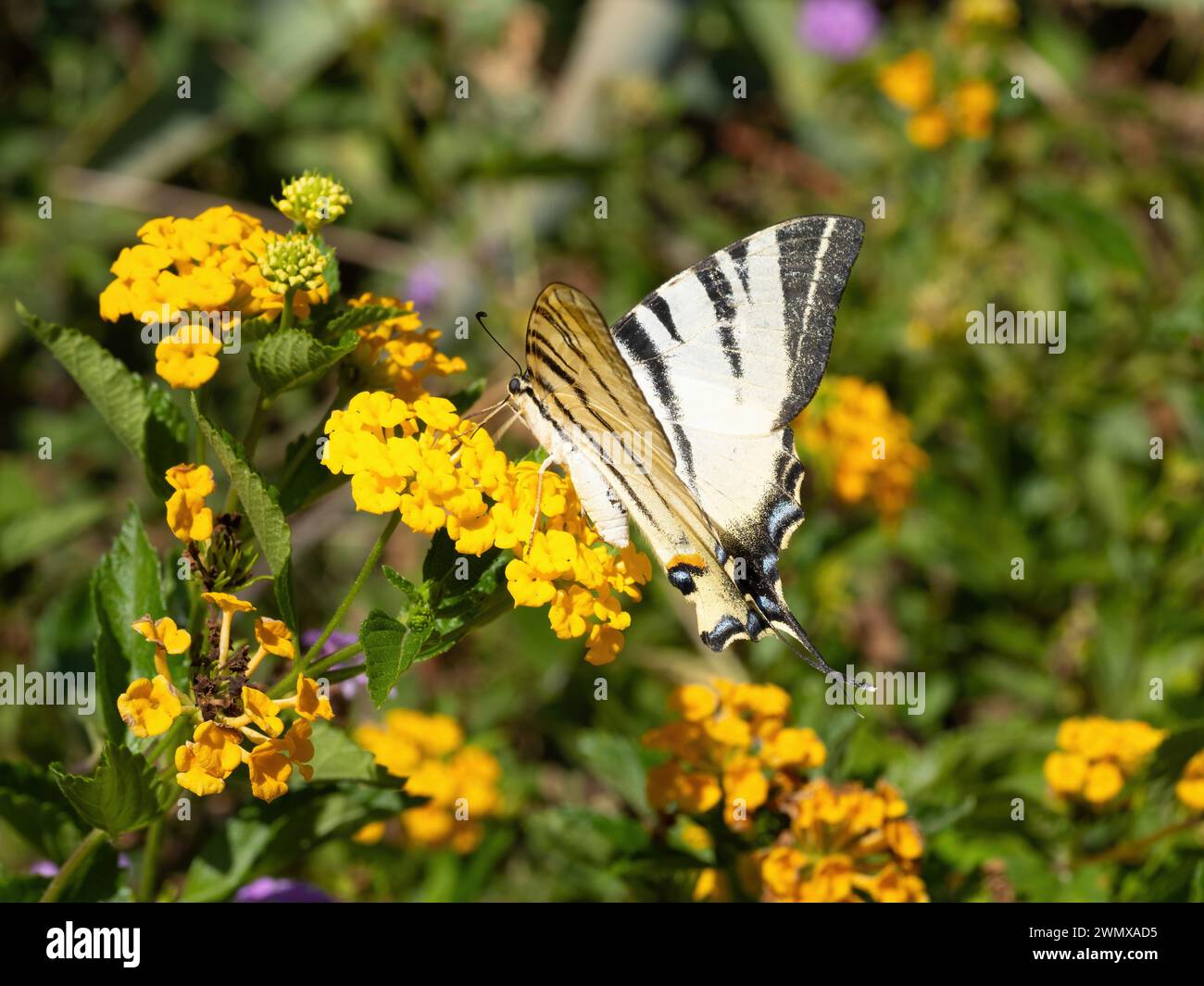Le papillon à queue d'aronde (Iphiclides podalirius) boit du nectar et pollinise les fleurs de haie jaune (lantana depressa). Super macro. Extrême clos Banque D'Images