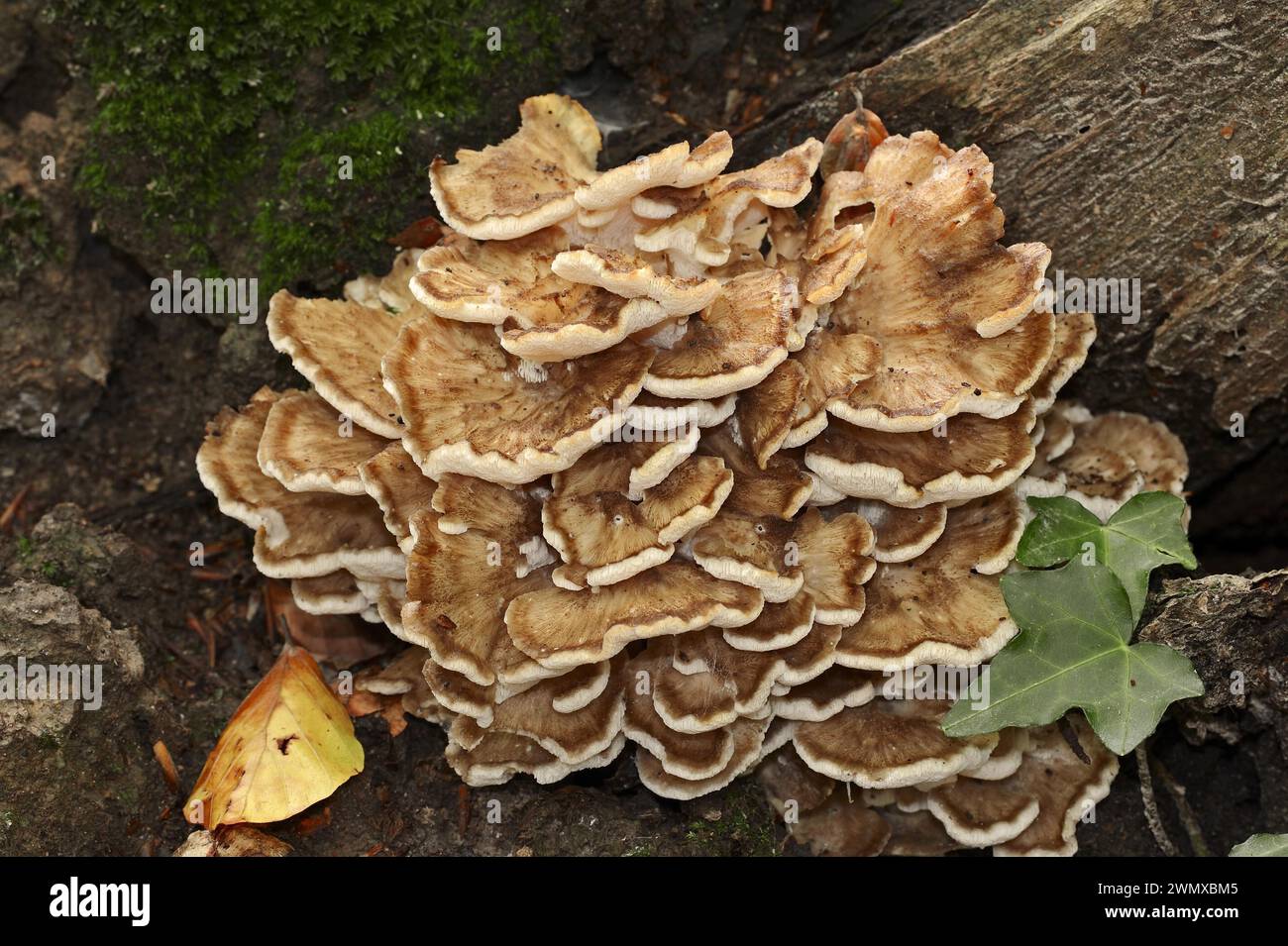 Maitake (Grifola frondosa), Rhénanie du Nord-Westphalie, Allemagne Banque D'Images
