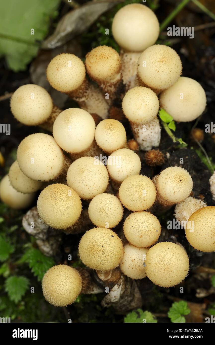 Plumeau de poire ou boviste de poire (Apioperdon pyriforme, Lycoperdon pyriforme), Rhénanie du Nord-Westphalie, Allemagne Banque D'Images