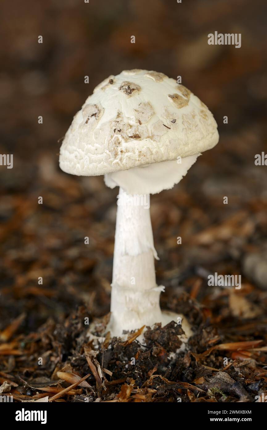 Fausse calotte (Amanita citrina), Rhénanie-du-Nord-Westphalie, Allemagne Banque D'Images