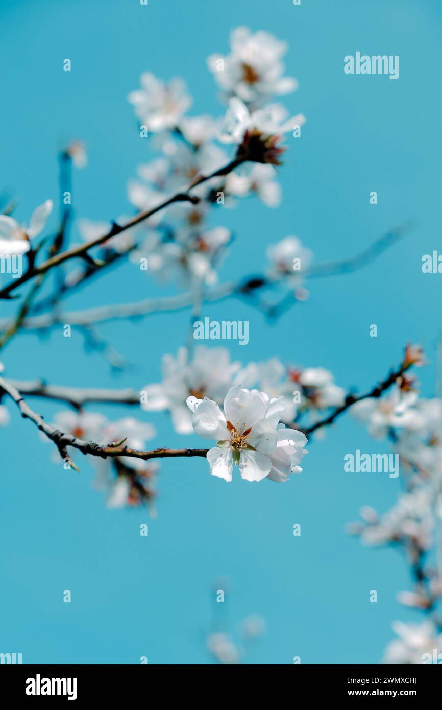 gros plan d'une branche d'un amandier en pleine floraison, avec de belles fleurs blanches, contre le ciel bleu Banque D'Images